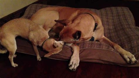 two dogs kissing|dog licking another dog's mouth.